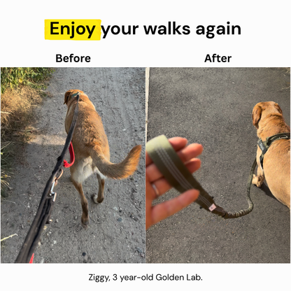ParoPet No Pull Dog Harness